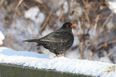 Kos - (Turdus merula) - Common Blackbird