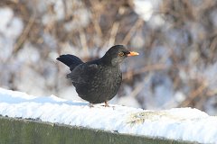 Kos - (Turdus merula) - Common Blackbird