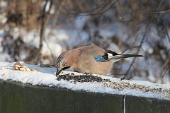 Sjka zwyczajna - (Garrulus glandarius) - Eurasian Jay