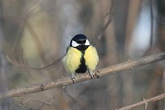 Sikora bogatka - (Parus major major) - Great Tit