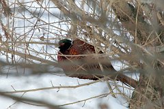 Baant - (Phasianus colchicus) - Common Pheasant