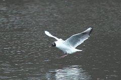 Mewa mieszka - (Chroicocephalus ridibundus) - Black-headed Gull