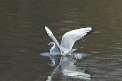 Mewa mieszka - (Chroicocephalus ridibundus) - Black-headed Gull