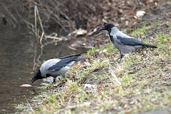 Wrona siwa - (Corvus cornix) - Hooded Crow