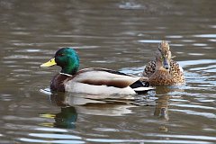 Kaczka krzywka - (Anas platyrhynchos) - Mallard - Wild Duck