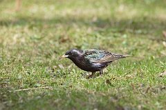 Szpak zwyczajny (pospolity) - (Sturnus vulgaris) - European Starling (common)