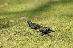 Szpak zwyczajny (pospolity) - (Sturnus vulgaris) - European Starling (common)