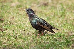 Szpak zwyczajny (pospolity) - (Sturnus vulgaris) - European Starling (common)