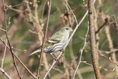 Czy zwyczajny - (Carduelis spinus) - Eurasian Siskin