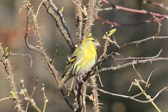 Czy zwyczajny - (Carduelis spinus) - Eurasian Siskin