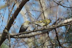 Czy zwyczajny - (Carduelis spinus) - Eurasian Siskin