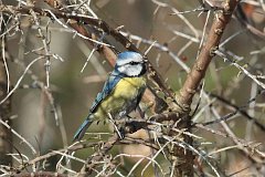 Sikora modra - (Cyanistes caeruleus syn. Parus caeruleus) - Blue Tit