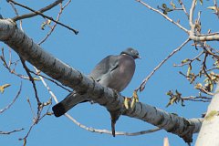 Gob grzywacz - (Columba palumbus) - Common Wood Pigeon