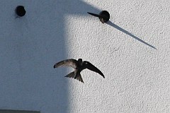 Jerzyk zwyczajny - (Apus apus) - Common Swift