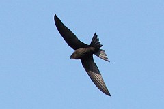 Jerzyk zwyczajny - (Apus apus) - Common Swift