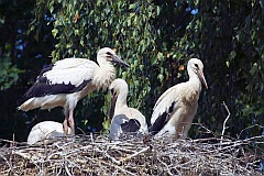 Bocian biay - (Ciconia ciconia) - White Stork