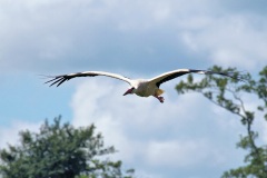 Bocian biay - (Ciconia ciconia) - White Stork