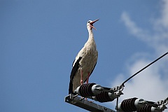 Bocian biay - (Ciconia ciconia) - White Stork