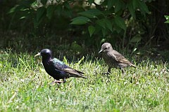 Szpak zwyczajny (pospolity) - (Sturnus vulgaris) - European Starling (common)