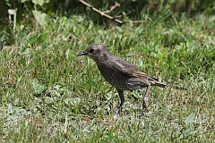 Szpak zwyczajny (pospolity) - (Sturnus vulgaris) - European Starling (common)