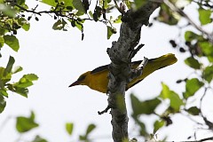 Wilga zwyczajna - (Oriolus oriolus) - Eurasian Golden Oriole