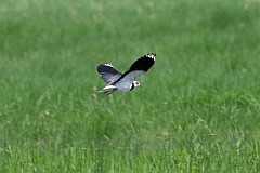 Czajka zwyczajna - (Vanellus vanellus) - Northern Lapwing