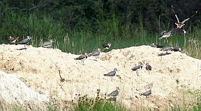 Czajka zwyczajna - (Vanellus vanellus) - Northern Lapwing