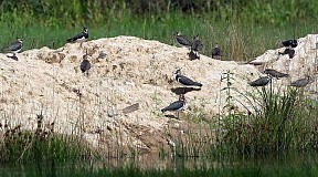 Czajka zwyczajna - (Vanellus vanellus) - Northern Lapwing