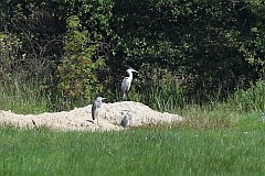 Czapla siwa - (Ardea cinerea) - Grey Heron