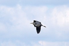 Czapla siwa - (Ardea cinerea) - Grey Heron