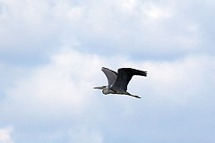 Czapla siwa - (Ardea cinerea) - Grey Heron