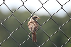 Gsiorek (dzierzba gsiorek) - (Lanius collurio) - Red-backed Shrike