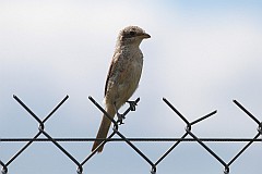 Gsiorek (dzierzba gsiorek) - (Lanius collurio) - Red-backed Shrike