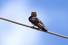 Jaskka dymwka - (Hirundo rustica) - Barn Swallow