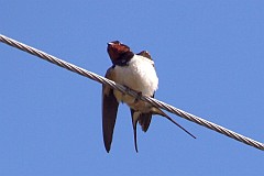 Jaskka dymwka - (Hirundo rustica) - Barn Swallow