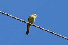 Pliszka ta, wolarka - (Motacilla flava) - Yellow Wagtail