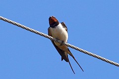 Jaskka dymwka - (Hirundo rustica) - Barn Swallow