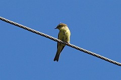 Pliszka ta, wolarka - (Motacilla flava) - Yellow Wagtail