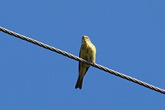 Pliszka ta, wolarka - (Motacilla flava) - Yellow Wagtail