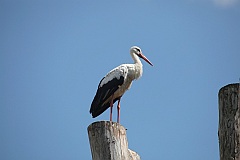 Bocian biay - (Ciconia ciconia) - White Stork