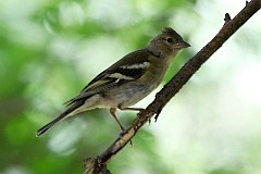 Ziba zwyczajna - (Fringilla coelebs) - Chaffinch