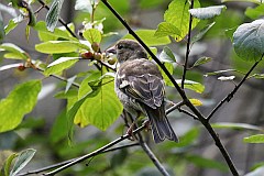 Ziba zwyczajna - (Fringilla coelebs) - Chaffinch