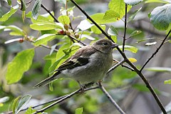 Ziba zwyczajna - (Fringilla coelebs) - Chaffinch