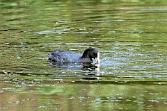 yska (zwyczajna) - (Fulica atra atra) - Eurasian Coot