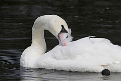 abd niemy - (Cygnus olor) - Mute Swan