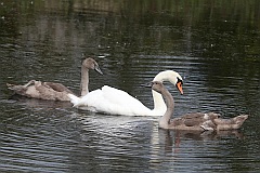 abd niemy - (Cygnus olor) - Mute Swan