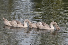 abd niemy - (Cygnus olor) - Mute Swan