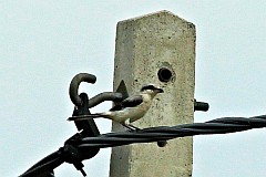 Srokosz, dzierzba srokosz - Lanius excubitor - Great Grey Shrike, Northern Grey Shrike