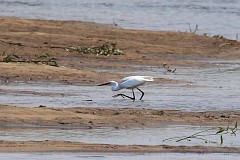 Czapla biaa - (Ardea alba) - Great Egret