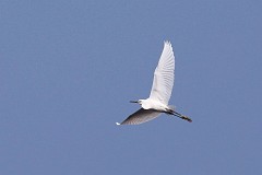 Czapla biaa - (Ardea alba) - Great Egret